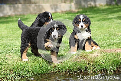 Three Bernese Mountain Dog puppies Stock Photo