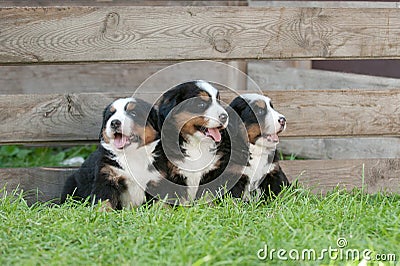 Three Bernese Mountain Dog puppies portrait Stock Photo