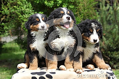 Three Bernese Mountain Dog puppies sitting Stock Photo