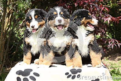 Three Bernese Mountain Dog puppies sitting Stock Photo