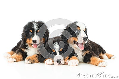 Three Bernese Mountain Dog puppy Stock Photo