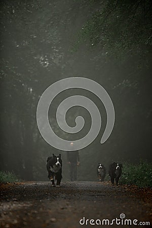 three Bernese mountain dogs running on road. dark forest and man on background Stock Photo