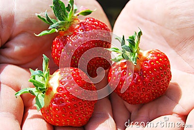 Three berries Stock Photo