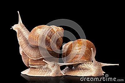 Three big snails Stock Photo