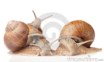 Three big snails Stock Photo