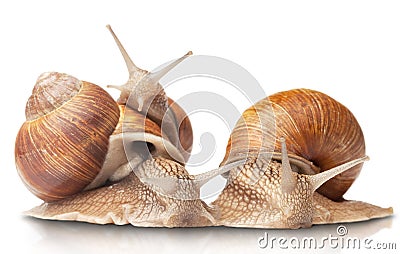 Three big snails Stock Photo