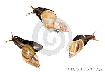 Three big snails on white Stock Photo