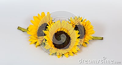 Three Big Sunflowers isolated on white Background for a card or design Stock Photo