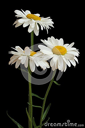 Three big white chamomiles isolated on black background Stock Photo