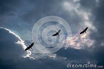 Three birds with colorful rainbow in the sky Stock Photo