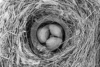 Three birds eggs in nest Stock Photo