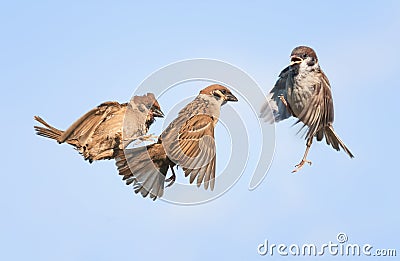 Three birds fly and play in the sky Stock Photo