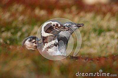 Three birds in the nesting ground hole, baby with mother, Magellanic penguin, Spheniscus magellanicus, nesting season, animals in Stock Photo