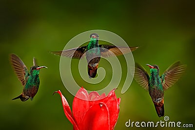 Three birds with red flower. Rufous-tailed Hummingbird, Amazilia tzacatl, bird flying next to beautiful red rose hibiscus flower Stock Photo