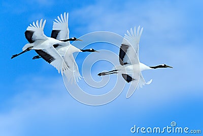 Three birds on the sky. Flying white birds Red-crowned cranes, Grus japonensis, with open wings, blue sky with white clouds in Stock Photo