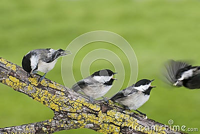 Three Black-capped Chickadees with mouths open waiting to be fed. Stock Photo