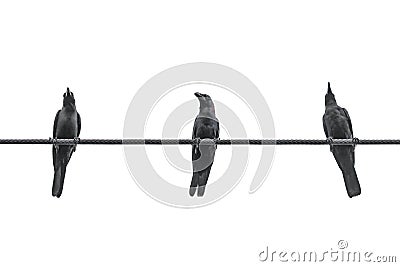 Three black crows on the wire Stock Photo