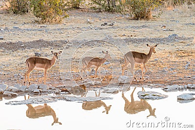 Three black-faced impala at waterhole in Northern Namibia Stock Photo