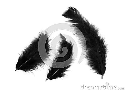 Three black feathers Stock Photo