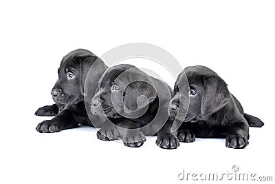 Three black lab puppies Stock Photo