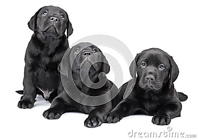 Three black labrador puppies Stock Photo