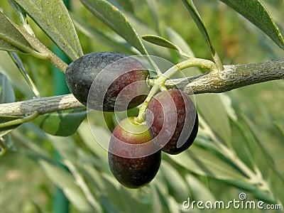 Three black olives from Croatia - Dalmatia Stock Photo