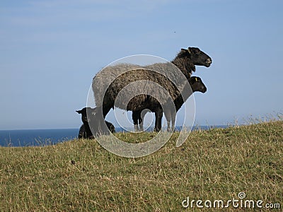 Three black sheep, one ewe and three lambs, on a hill with the sea in the background. Stock Photo