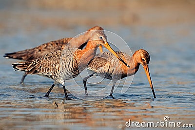 Three black-tailed Godwit limosa limosa walking in water in search of food Stock Photo