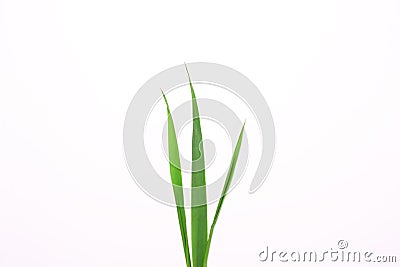 Three blades of grass on a white background. Stock Photo