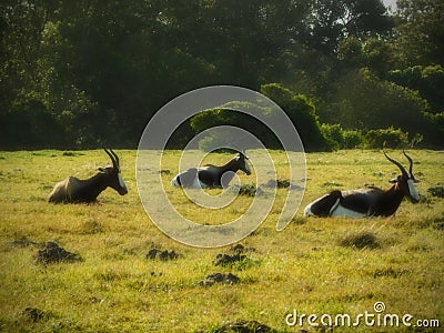 Three Blesbuck lazing in the afternoon Stock Photo