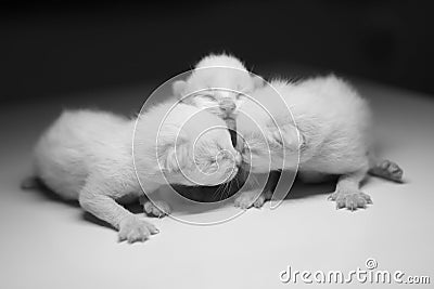 Three Blind white kitten lying together and sniffing each other Stock Photo