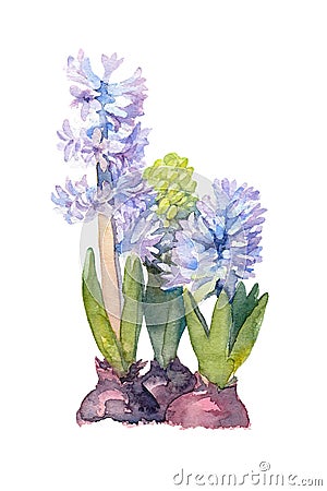 Blooming flowers of Purple Hyacinth on a white background. Watercolor illustration Cartoon Illustration