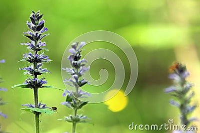 Three blossoming blue bugle Ajuga reptans plants with blue flowers from mint family Lamiaceae or Labiatae on a greenish-brown Stock Photo