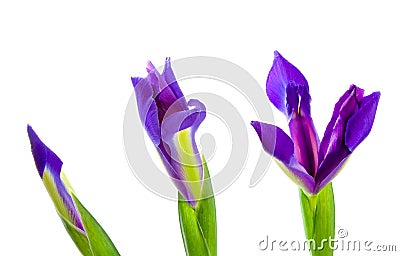 Three Blue Iris Flowers Stock Photo