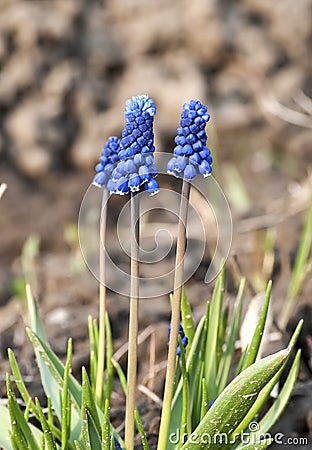 Three blue muscaries Stock Photo