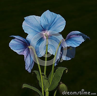 Three Blue Poppies Stock Photo