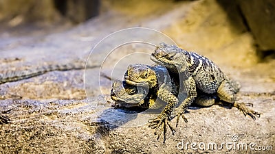 Three blue spiny lizards keeping warm by stacking Editorial Stock Photo