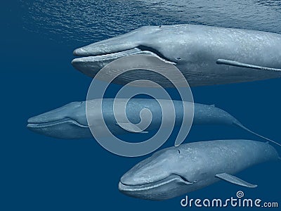 Three Blue Whales Cartoon Illustration