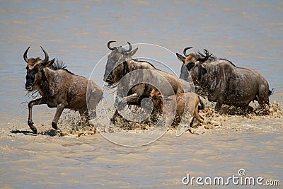 Three blue wildebeest and calf cross river Stock Photo