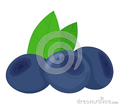 Three blueberries with two green leaves, fresh ripe berry. Healthy organic food, natural fruit, blueberry close-up Vector Illustration