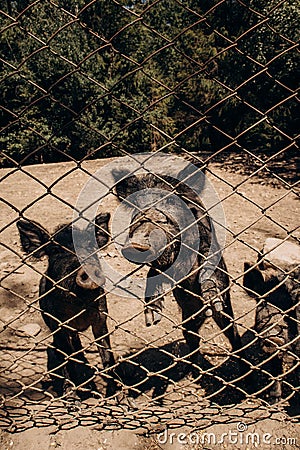 Boar babies behind bars in the Aviary farm in Yaremche, Ivano-Frankivsk region, Ukraine Stock Photo