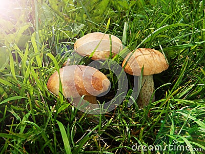 Three boletus mushrooms in green grass in sunlight. Stock Photo