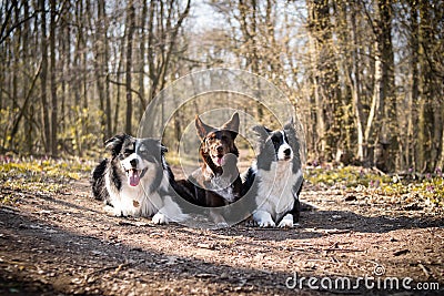Three border collies are lying in forest on the road. Stock Photo