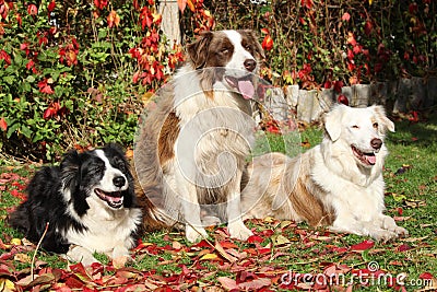 Three border collies in red leaves Stock Photo