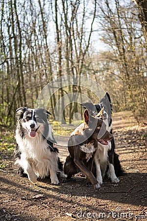 Three border collies are sitting in forest on the road. Stock Photo