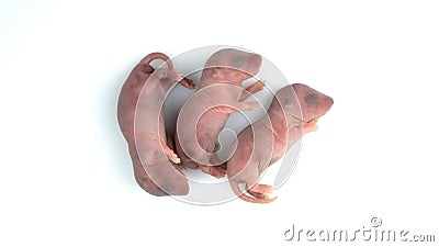 Three born mouse on white background Stock Photo
