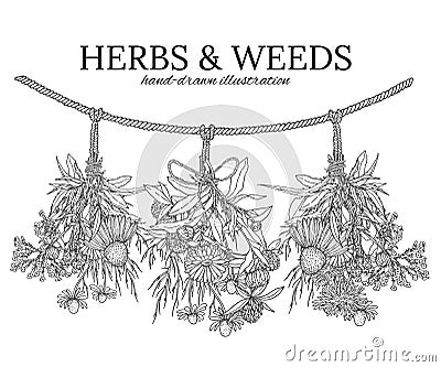 Three bouquets of medicinal herbs hanging on a cord Vector Illustration