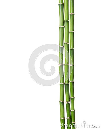 Three branches of bamboo Stock Photo