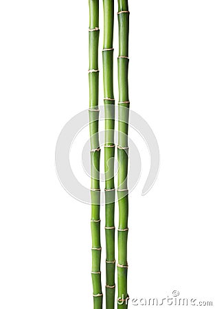 Three branches of Bamboo isolated on white background. Sander`s Dracaena Stock Photo