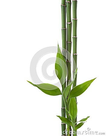 Three branches of Bamboo isolated on white background. Sander`s Dracaena Stock Photo